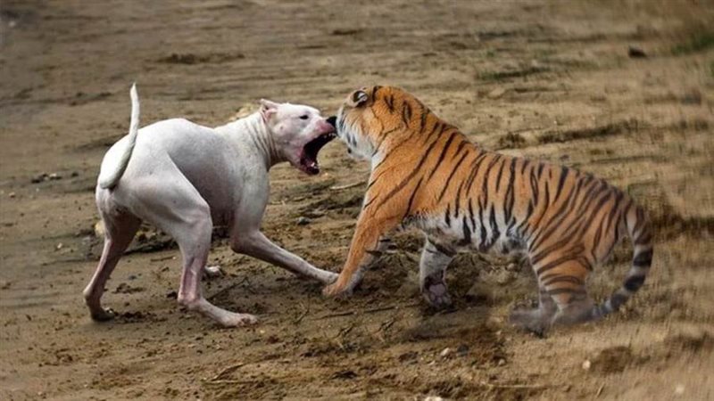 الكلب والنمؤ