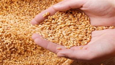 عاجل| هيئة السلع التموينية تتعاقد على شراء 120 ألف طن قمح أوكراني