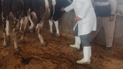 تحصين 331 ألف رأس ماشية خلال الحملة القومية لتحصين المواشي بالبحيرة 