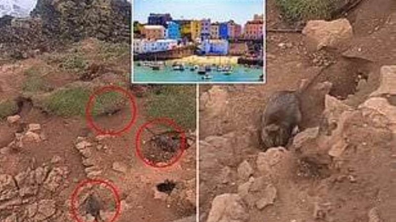 غزو الفئران لبلدة