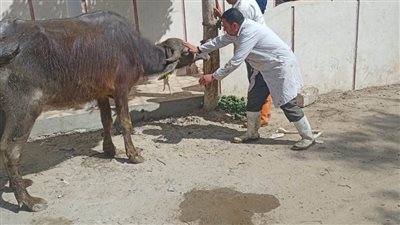 تحصين 368378 رأس ماشية خلال الحملة القومية لتحصين المواشي بالبحيرة 