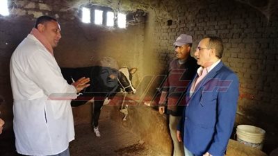 تحصين 216 ألفا و678 رأس ماشية و93 ألف طائر بكفر الشيخ
