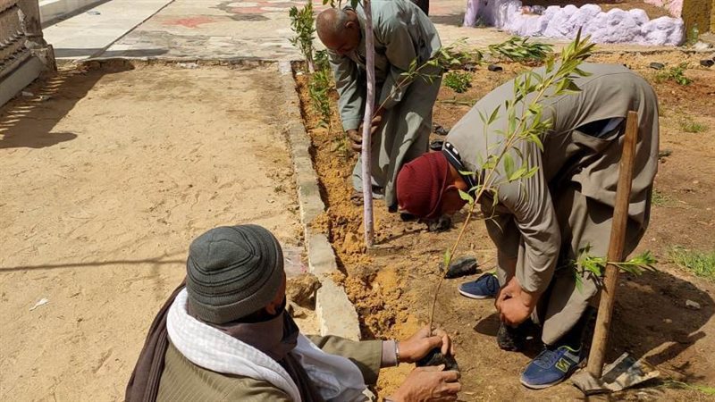 زراعة الشتلات بمركز