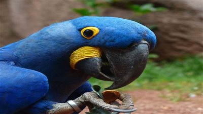 الأتراك يتهافتون على شراء نوع من الطيور لارتباطها 