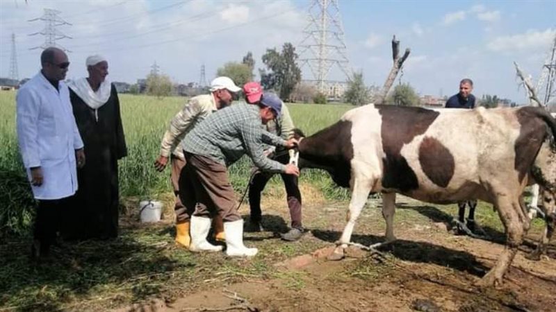 تحصين 490 ألف رأس