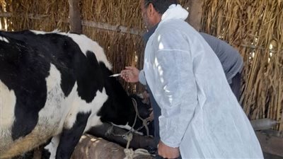 الطب البيطري بالبحيرة... تحصين 117 ألف رأس ماشية ضد الأمراض المختلفة