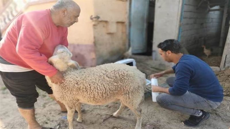 تحصين الماشية