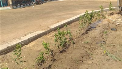 تشجير الواسطى ومتابعة الخدمات بسمسطا ورفع ٥٠ طن مخلفات بناصر 