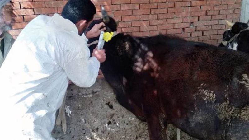 تحصين المواشى بالبحيرة