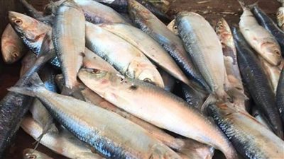 ضبط أسماك مملحة ولحوم غير صالحة للاستهلاك الآدمي بالبحيرة 