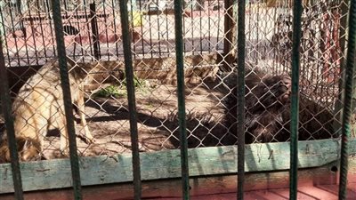  ضعف الإقبال على حديقة الحيوان بالشرقية في شم النسيم 