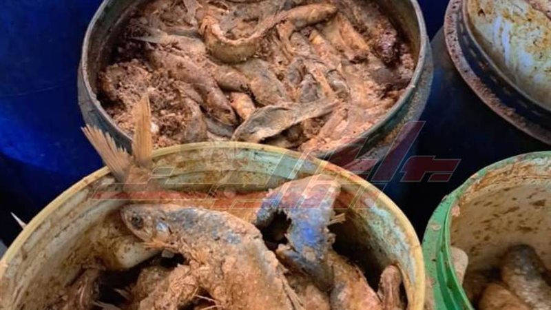 الأسماك المملحة