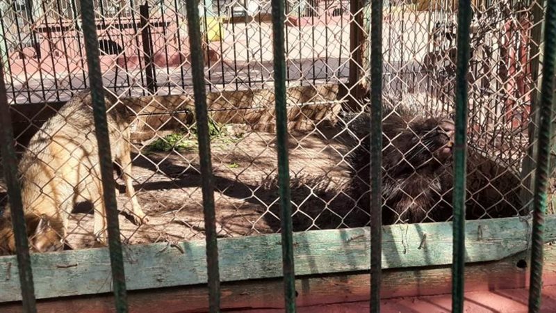 بوابة روز اليوسف