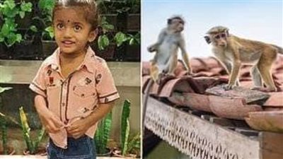 عاجل.. القرود تقتل طفلًا عمره ٣ سنوات في سلسلة طويلة من جرائمها