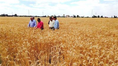 رئيس الإدارة المركزية للتعاون الزراعي يتفقد محصول القمح بالبحيرة 