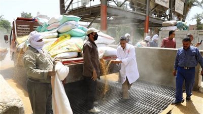 محافظ سوهاج يعلن بدء موسم توريد الأقماح وزراعة 175 ألف فدان قمح بنطاق المحافظة