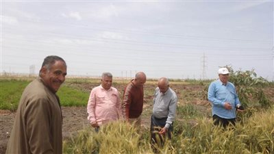 نجاح خطة الإرشاد الزراعي ومكافحة الآفات في رفع زيادة إنتاجية القمح بالإسماعيلية