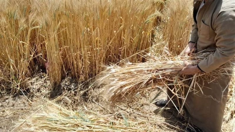 السيرة على حريق بالمنيا