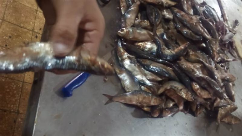 ضبط 2500 كجم من أسماك