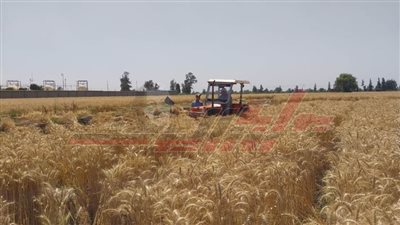 محافظ كفر الشيخ يشهد افتتاح موسم حصاد القمح ويدير حواراً مع المزارعين