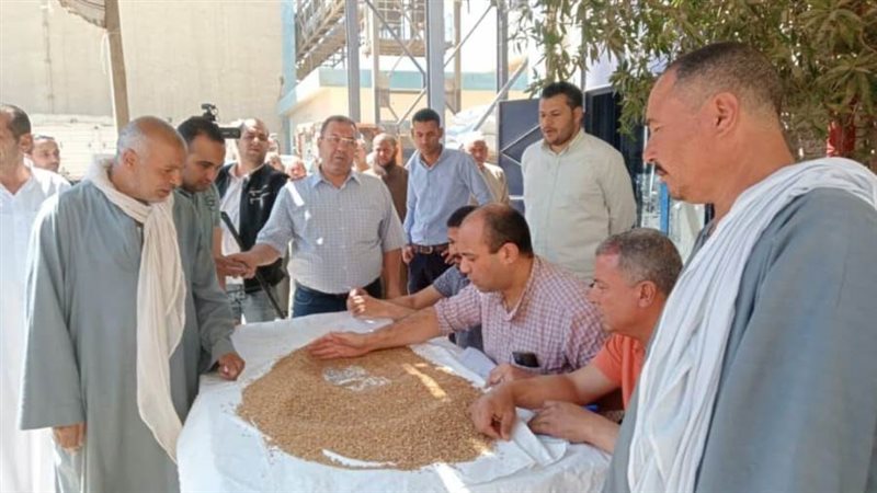 محصول القمح المحلي