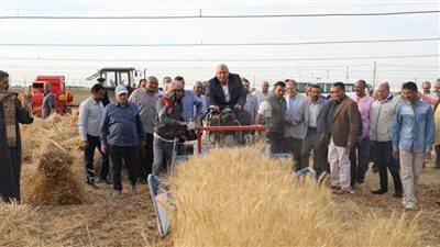 زراعة الوادي الجديد: توريد 57458 طنا من القمح حتى الآن