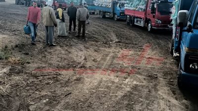 شون وصوامع كفر الشيخ تستقبل 22248 طنًا و439 كيلو قمح