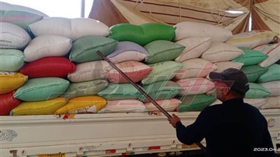 توريد 28886 طنًا و165 كيلو قمح لشون وصوامع كفر الشيخ