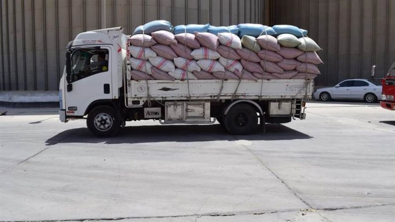 توريد القمح بالمنيا