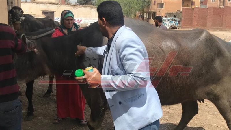 الكشف البيطري