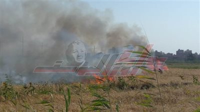 إخماد حريق في أراض مزروعة بالقمح بكفر الشيخ