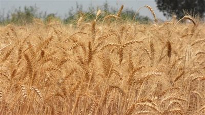 السنابل الذهبية تزين أرض البحيرة.. الشون والصوامع تستقبل 37 ألف طن قمح