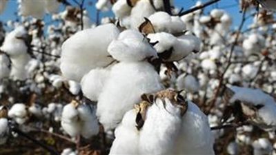 عاجل.. مجلس الوزراء يحدد سعر ضمان لتوريد القطن لهذا العام