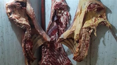 ضبط 1000 كيلو لحوم غير صالحة للاستهلاك الآدمي خلال حملات رقابية بالمنيا