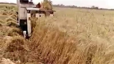 حصاد 190 ألف فدان من محصول القمح بالشرقية 