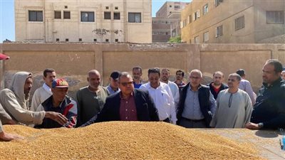 توريد 60 ألف طن من محصول القمح بالشون والصوامع الحكومية بالمنيا