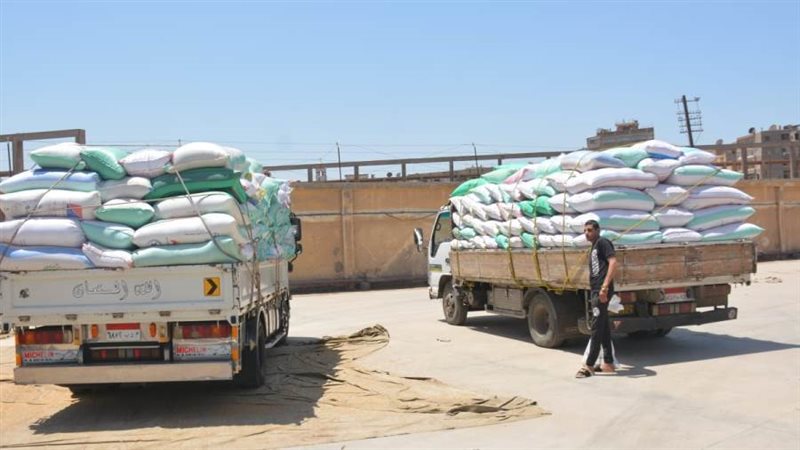 سيارات توريد القمح