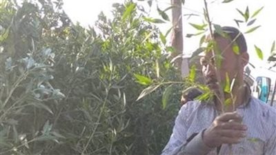 وزير الزراعة: الانتهاء من المرحلة الأولى لمبادرة 