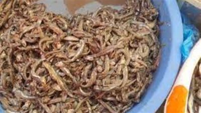 صحة الشرقية ضبط 3.7 طن أغذية فاسدة وغلق 14 منشأة مخالفة