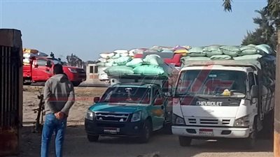 توريد 59 ألفًا و934 طنًا و716 كيلو قمح لشون وصوامع كفر الشيخ 
