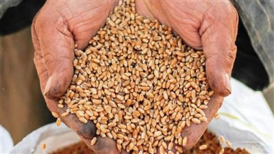 محافظ سوهاج يتابع توريد 16 ألفًا و 613 طن قمح منذ بدء الموسم دون معوقات بسوهاج