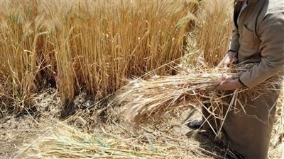 توريد 102 ألف طن من محصول القمح بالشون والصوامع الحكومية بالمنيا