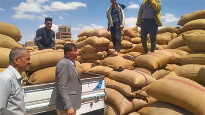 توريد 116 ألف طن من محصول القمح بالشون والصوامع الحكومية بالمنيا