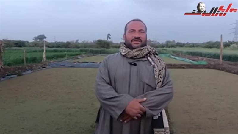 زراعة نبات الأزولا