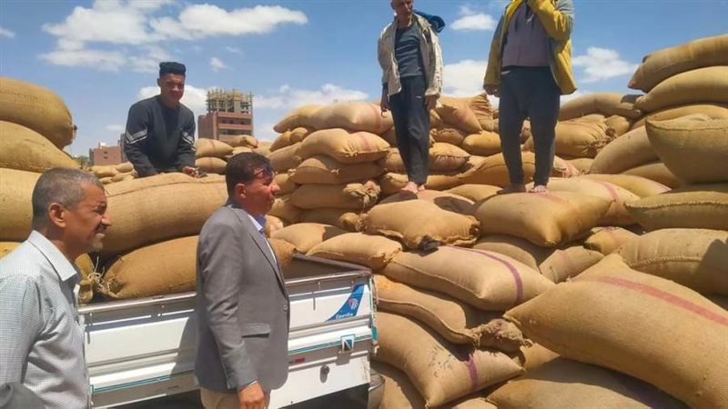 توريد محصول القمح