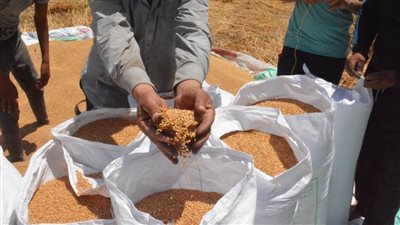 توريد  105 آلاف طن قمح لشون وصوامع البحيرة