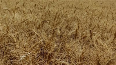  الإسماعيلية تواصل حصاد الذهب الأصفر