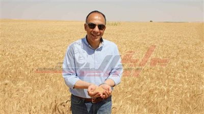 نائب محافظ المنيا يشهد بدء حصاد محصول القمح وإنتاج التقاوي بمزرعة مصنع القناة للسكر بملوي.. صور 