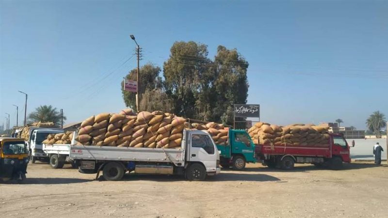 توريد القمح بالمنيا