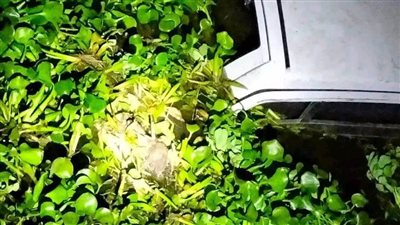 مصرع شخص وإصابة شقيقه بعد انقلاب سيارتهما في بحيرة المنزلة 